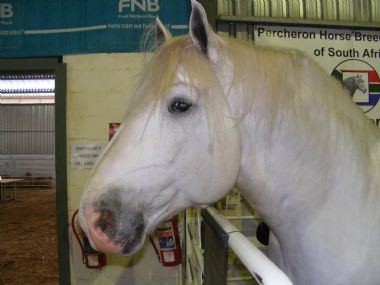 Summerwind bredasdorp Derby 2014 048_1_th1.JPG